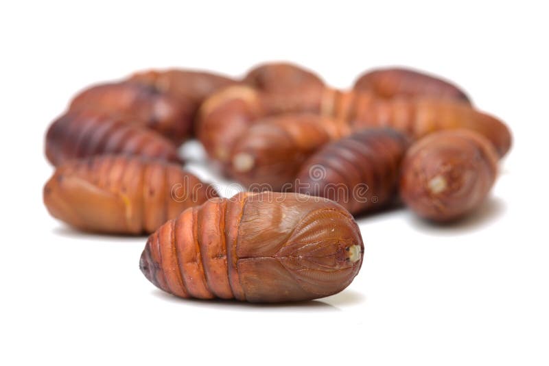 Chrysalis Silkworm ,silk Worm Cocoon Stock Photo Image of animal