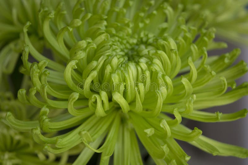 Chrysant in Groen met Curvy-Bloemblaadjes in Close-upmening stock afbeelding Chrysant in Groen met Curvy-Bloemblaadjes in Close-upmening stock afbeelding