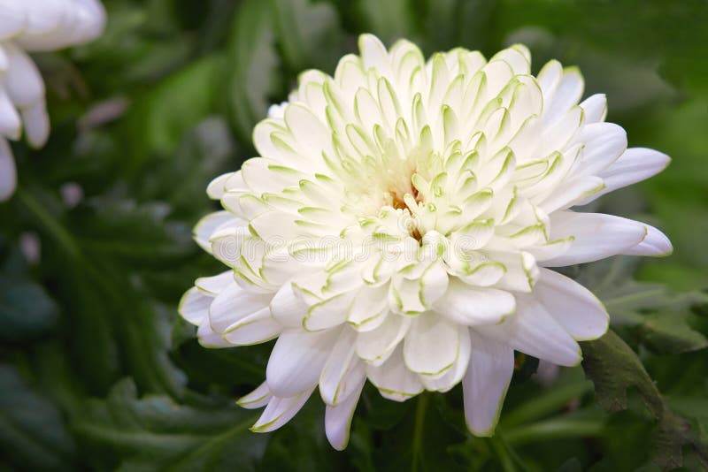 Ist Der Japanische Fcherahorn Noch Zu Retten Gartenpur Ist Der Japanische Fcherahorn Noch Zu Retten Gartenpur
