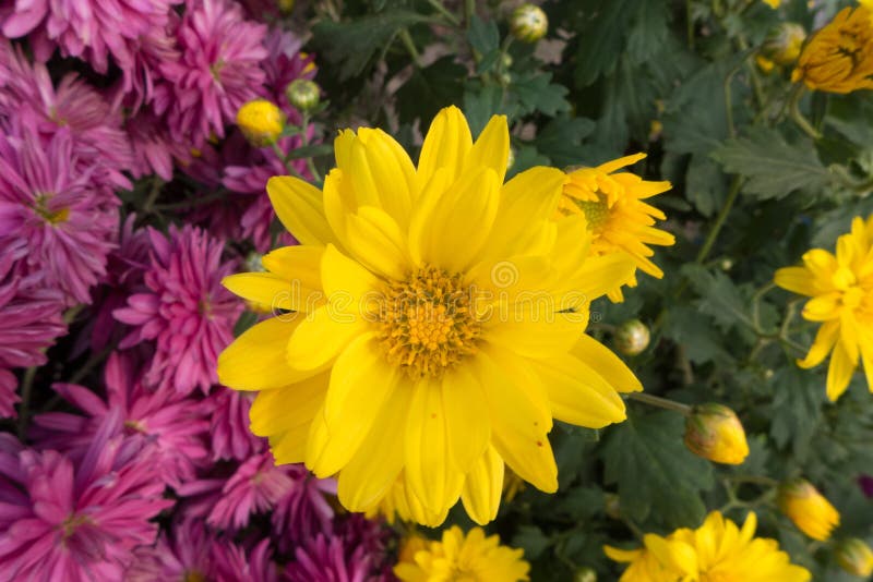 Chrysanthemumi Contradendranthema Morifoliumi Contraente Ramat I Tzvel I Imagem De Stock Imagem De Quatro Terceiro