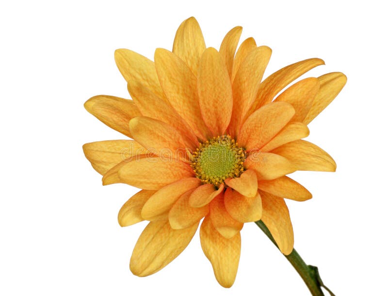 Chrysanthemum