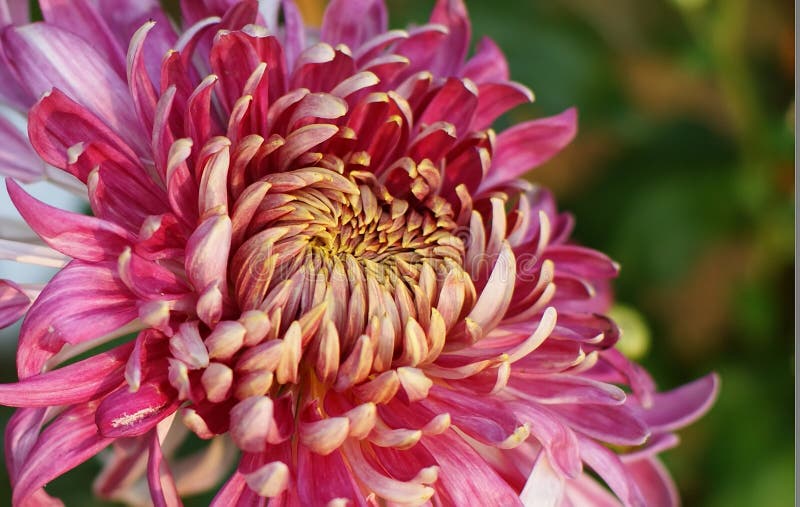 Chrysanthemum stock photo. Image of wild, chrysanthemi 12069922