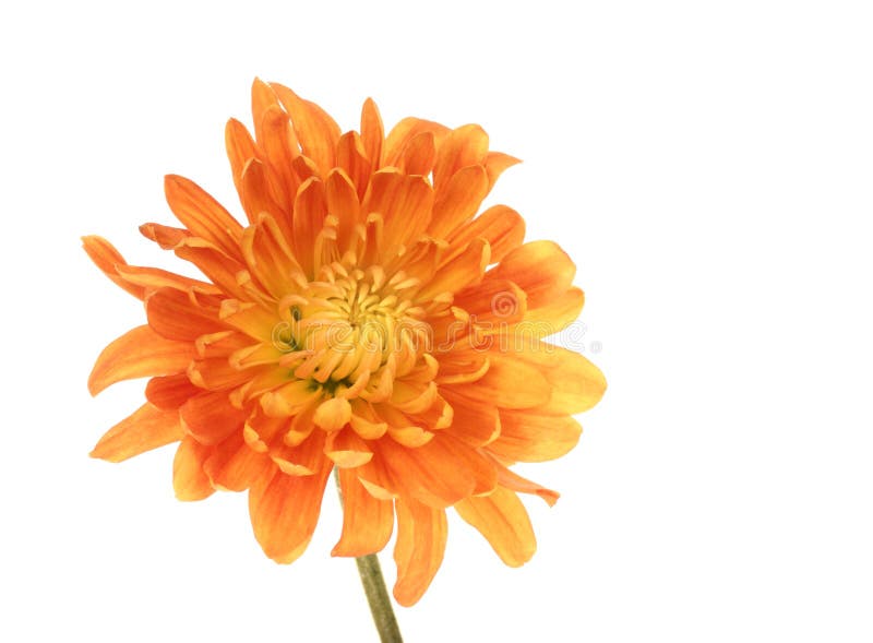 Chrysanthemum