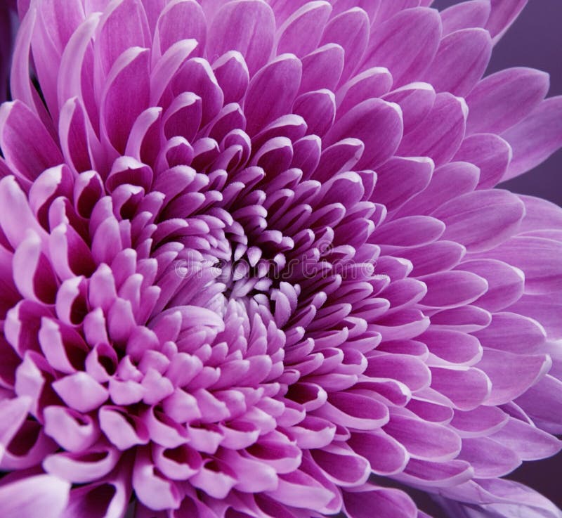 Green Chrysanthemum stock image. Image of traditional 5076565