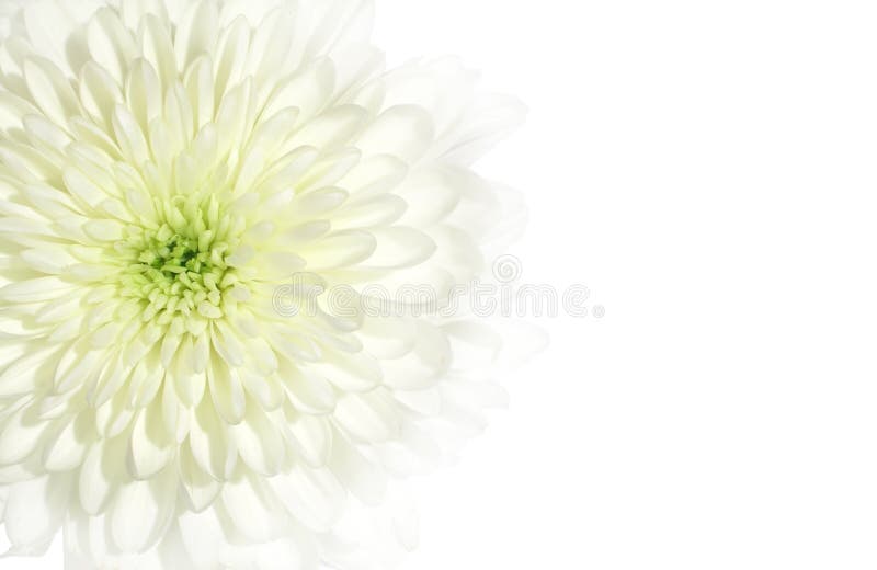 Chrysanthemum