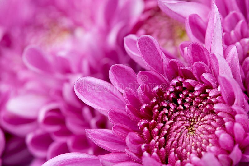 Chrysanthemum