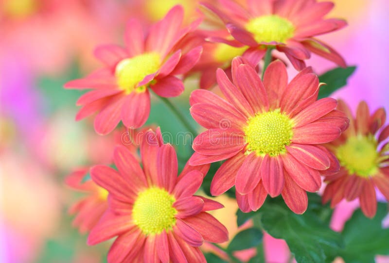 Chrysanthemum