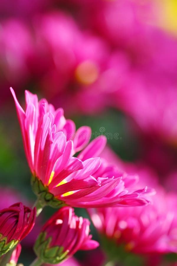 Chrysanthemum