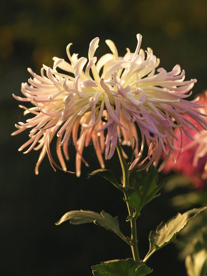 Chrysanthemum