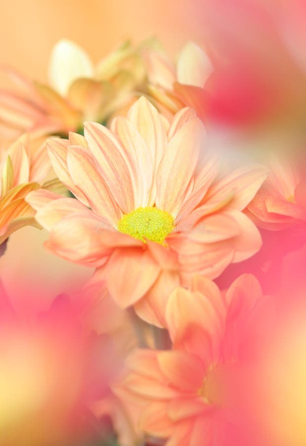 Chrysanthemum