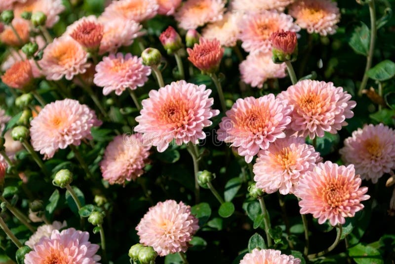 Santini chrysanthemum stock photo. Image of herbaceous 31279936
