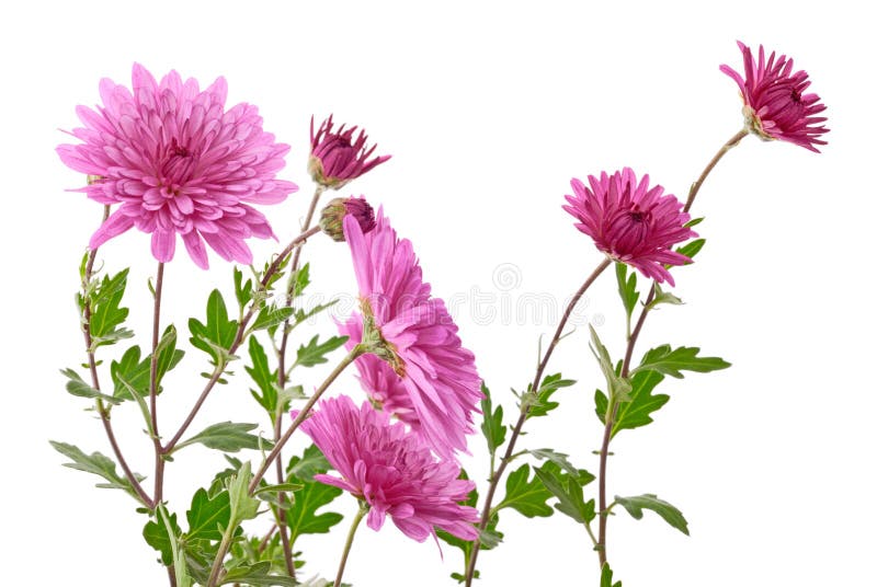 Chrysanthemum