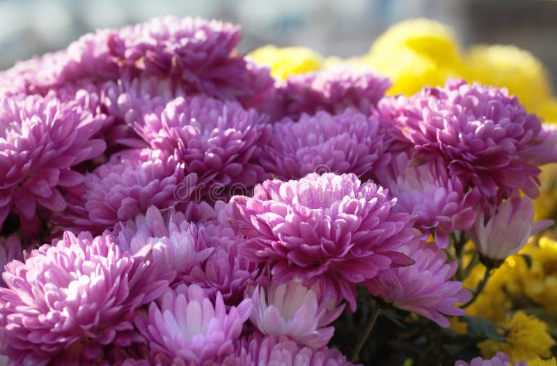 Yellow Chrysanthemum in Flowerpot Stock Photo Image of season, flower