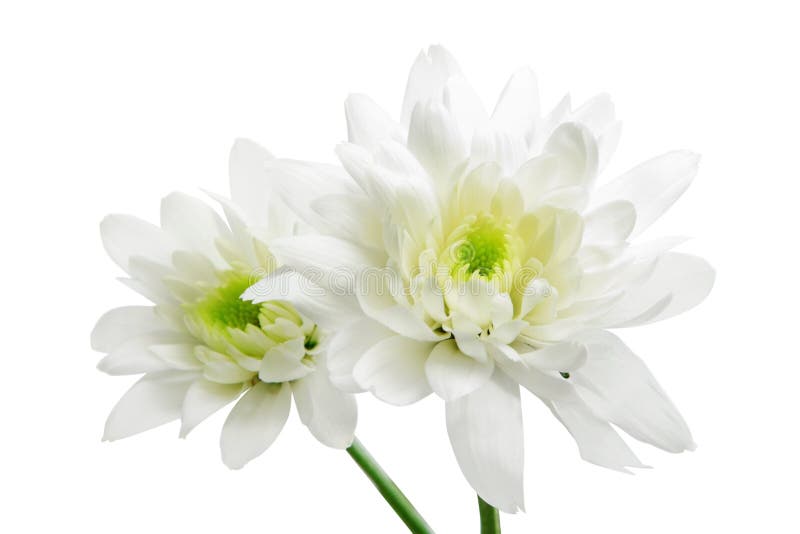 Chrysanthemum