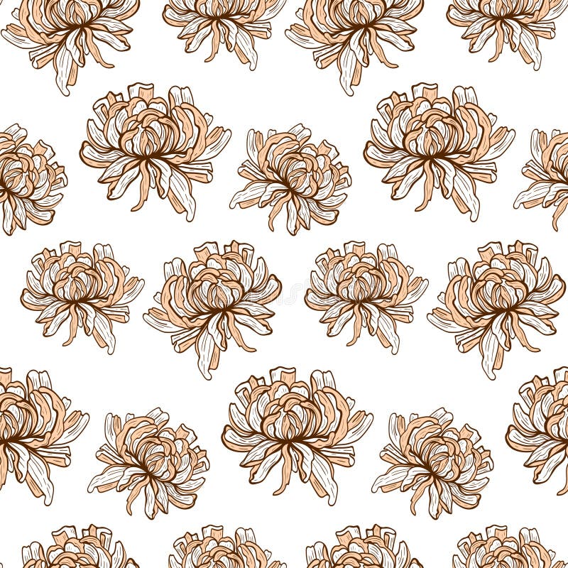 chrysanthemum ilustração royalty free chrysanthemum ilustração royalty free