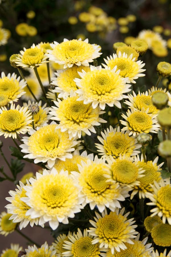 White Chrysanthemums the Last Autumn Flowers Stock Photo Image of