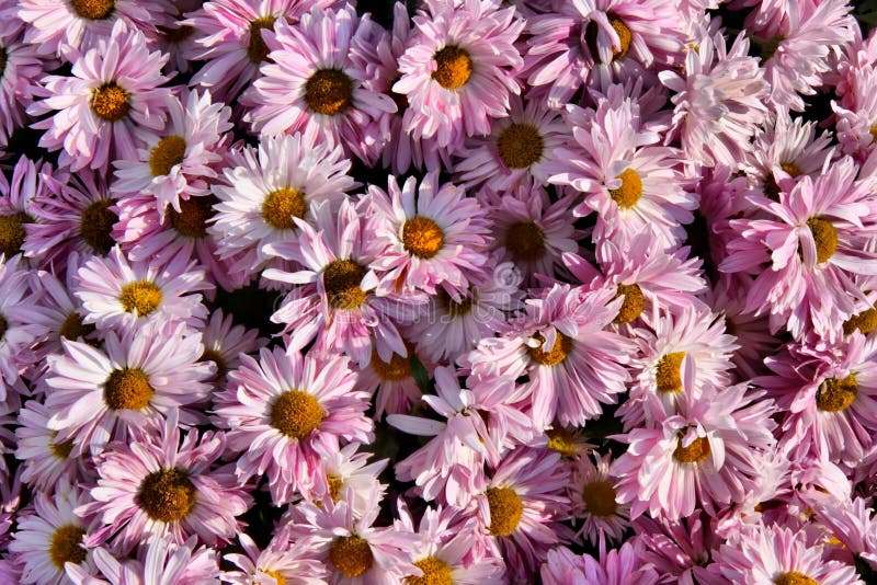 Chrysanthemum background stock image