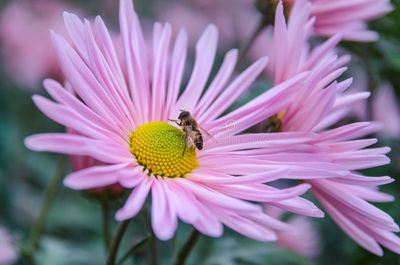 Chrysanthemum with bee stock photo. Image of beautiful 102846860