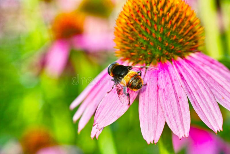 Chrysanthemum and a bee stock photo. Image of plant, chrysanthemum