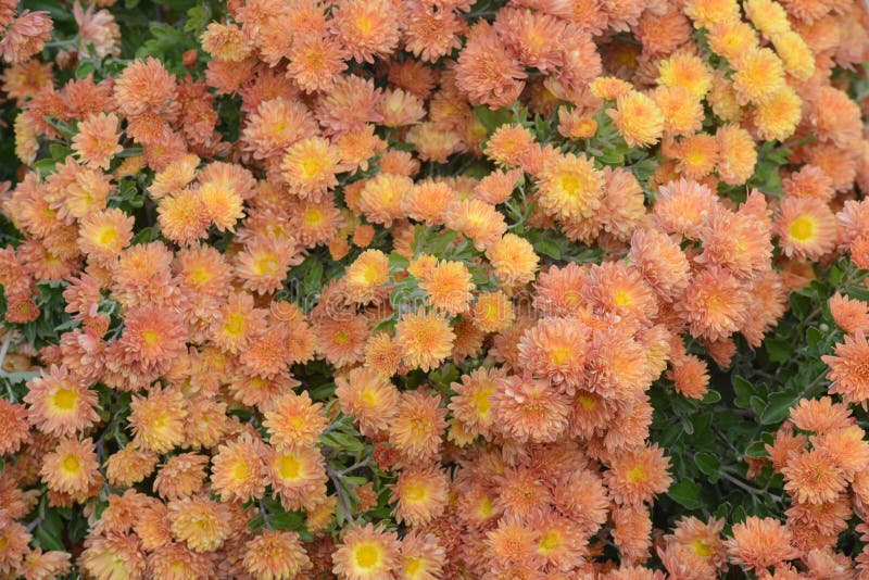 Chrysanthemum stock photo. Image of chrysanthemum, flowers 82742236