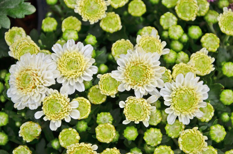 Chrysanthemum Bloom and Bud Flowers Stock Photo Image of view, season