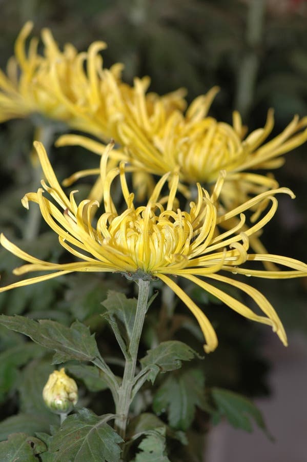 Chrysanthemum stock photo. Image of subtle, bloom, room 107011468