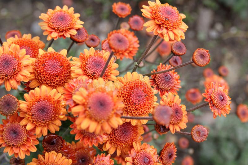 Chrysanthemum blooming