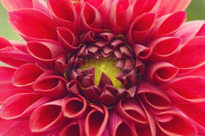 Bright Red Flower Yellow Middle Stock Images Download