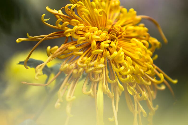 Chrysanthemum, stock photo. Image of colorful, chrysanths 37779960