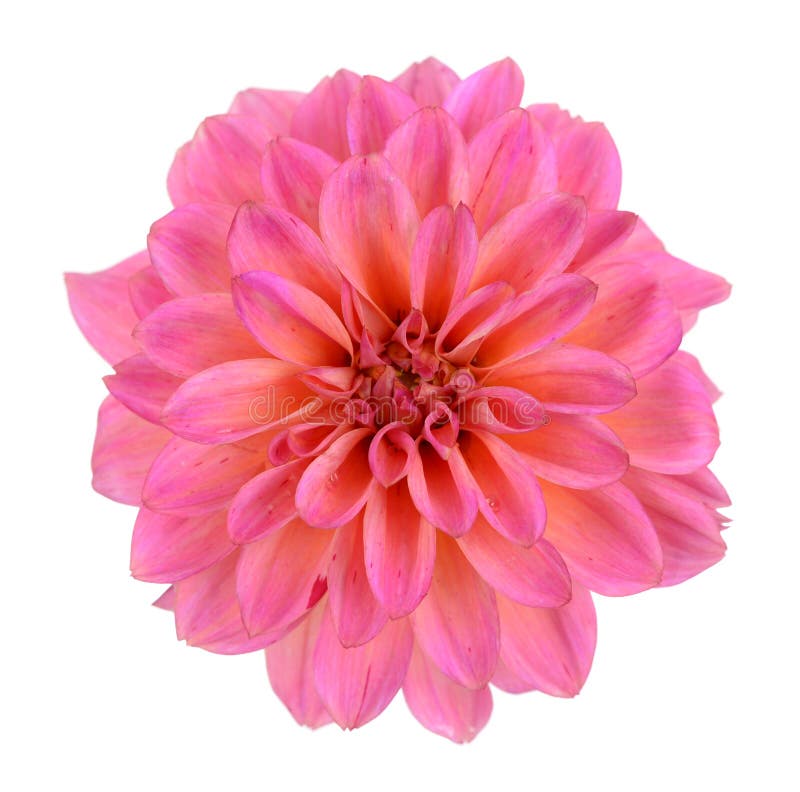 Chrysanthemum dahlia stock image. Image of dahlia, color 55539291