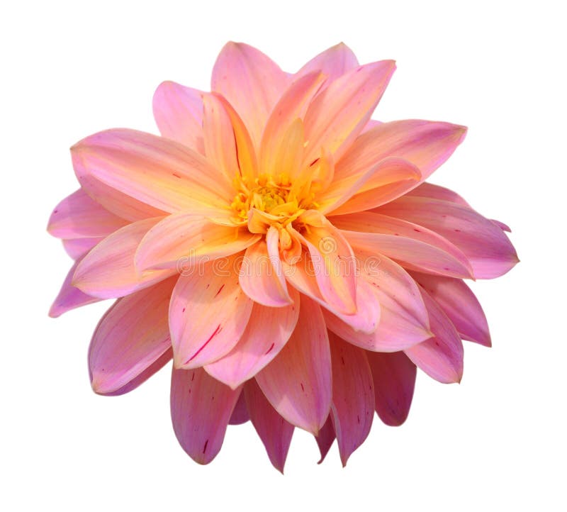 Chrysanthemum dahlia stock photo. Image of freshness 42403126