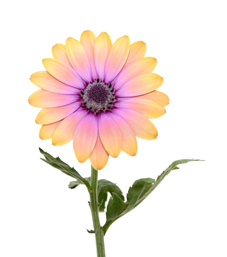 chrysanthemum daisy