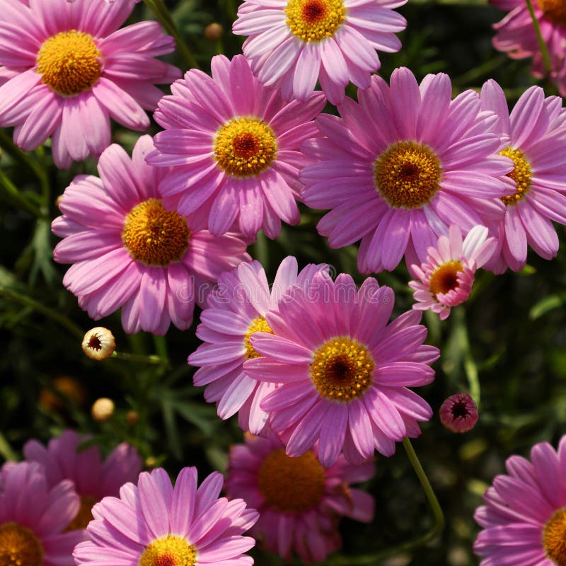 Chrysanthemum Daisy from Top View Stock Photo - Image of nice, bright ...