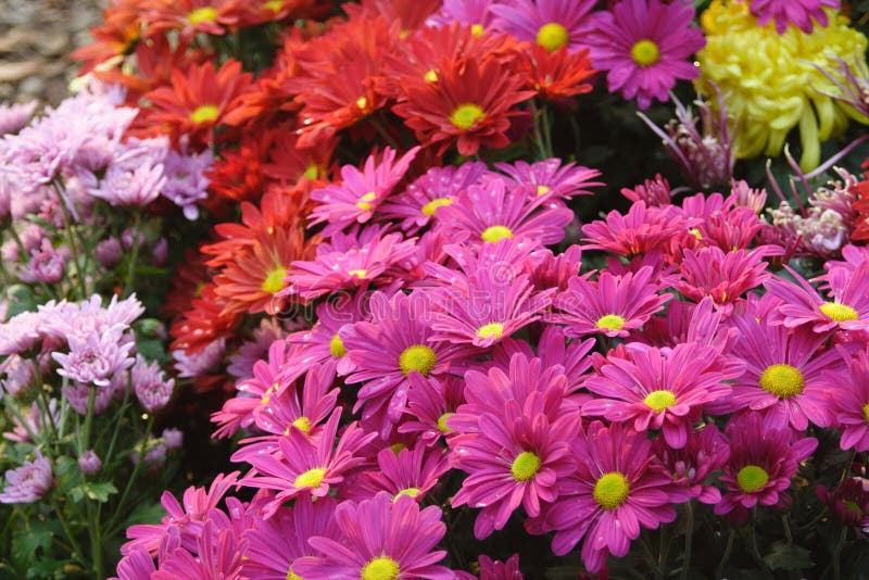 Chrysanthemum Field stock photo. Image of backgrounds 12032422