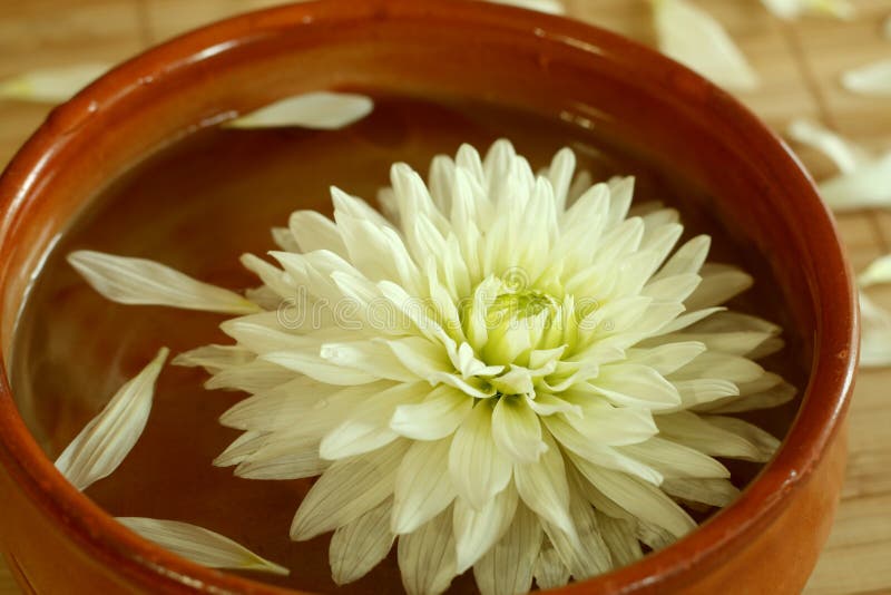 Chrysanthemum floating in bowl