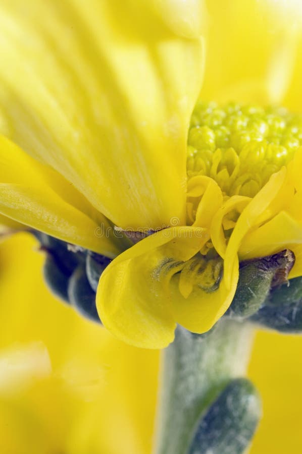 Chrysanthemum Flower in Bloom Stock Photo Image of beautiful, plant