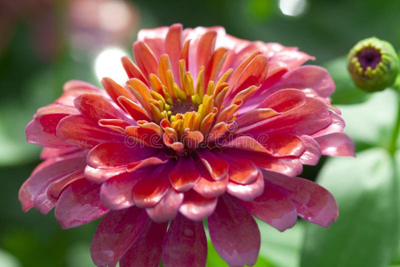 Chrysanthemum flower stock photo. Image of bright, blossom 76544368