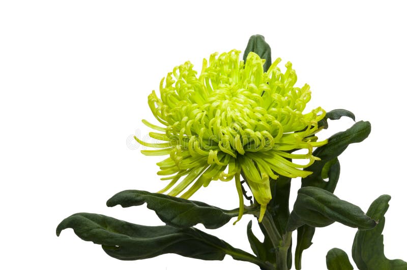 Chrysanthemum flower stock image. Image of flora, alive 70975631
