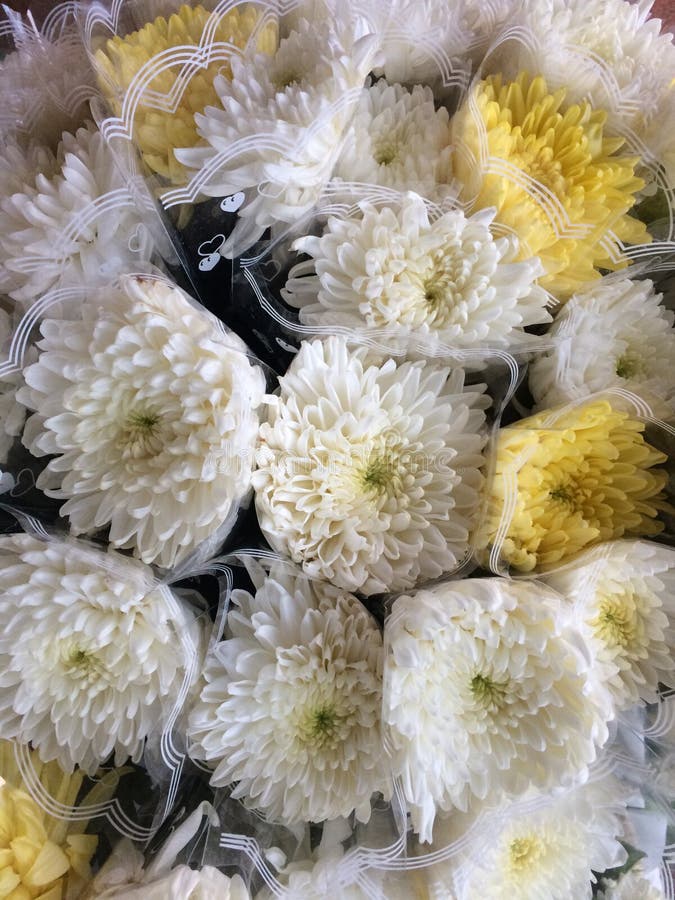 Chrysanthemum flower stock photo. Image of kitchen, back 82165908