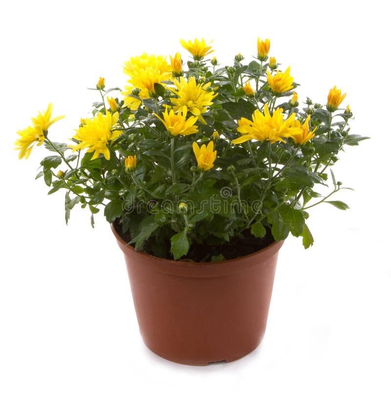 Chrysanthemum flower potted flowers royalty free stock image Chrysanthemum flower potted flowers royalty free stock image