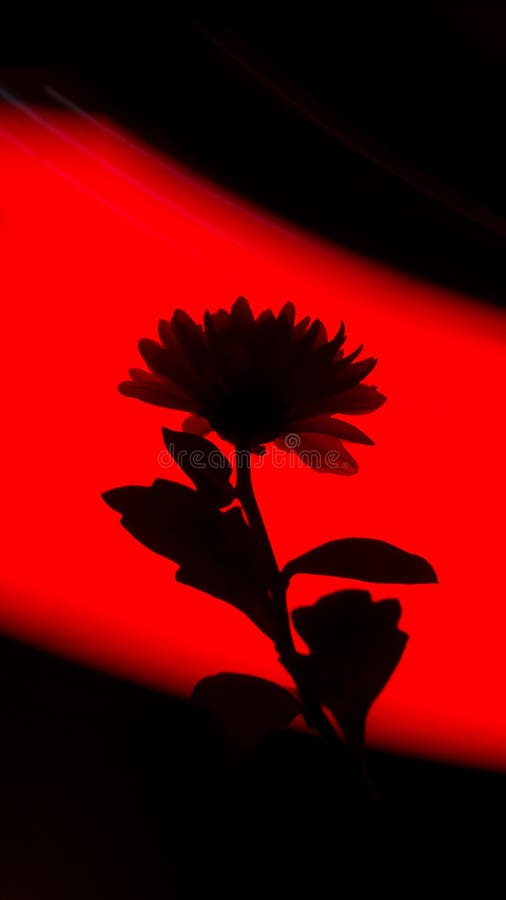 Chrysanthemum Flower with Red Background . Instagram Template . Wallpaper .  Light Painting. Stock Image - Image of leaf, advertising: 209845183