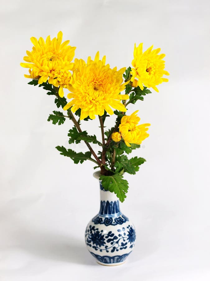Chrysanthemum flower vase stock photo. Image of temperate - 27541612