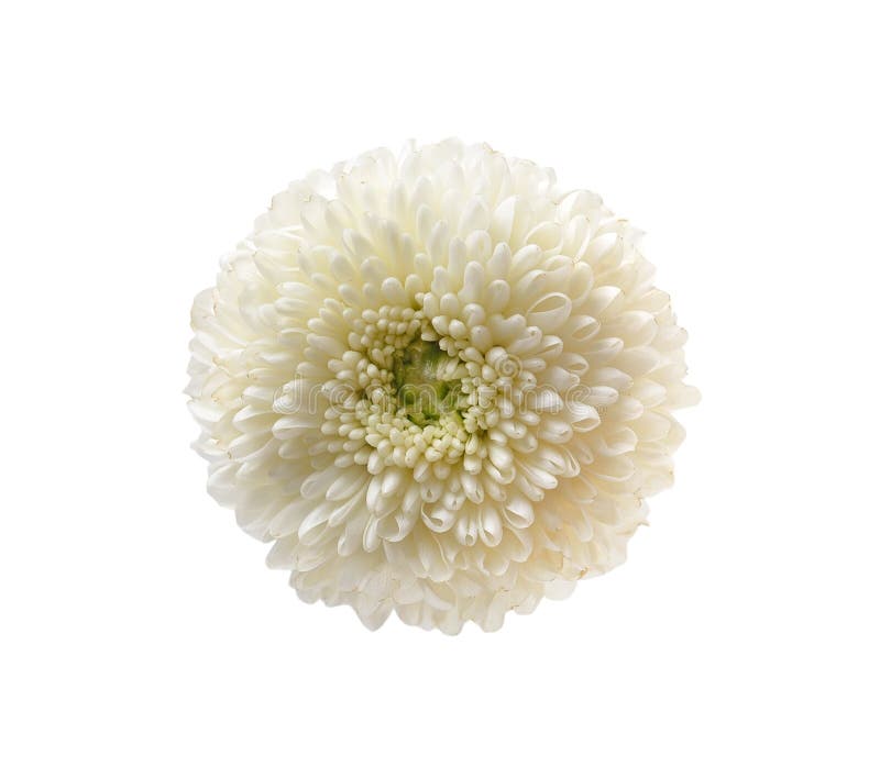 Lime Green Pom Pom Flower Isolated on White Stock Photo Image of