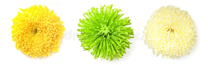 Chrysanthemum flowers stock images Chrysanthemum flowers stock images