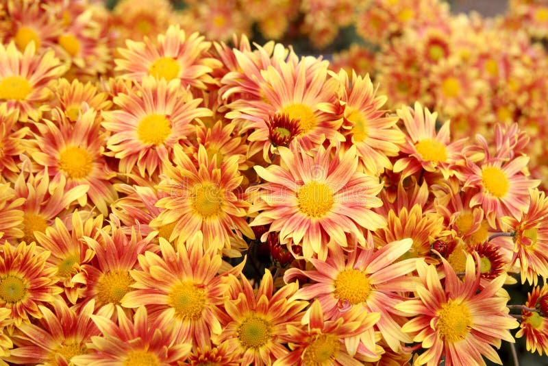 Chrysanthemum flowers