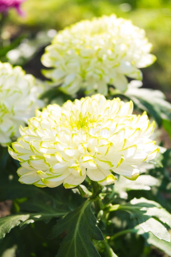 Chrysanthemum flowers stock image. Image of bloom, fresh 25927709