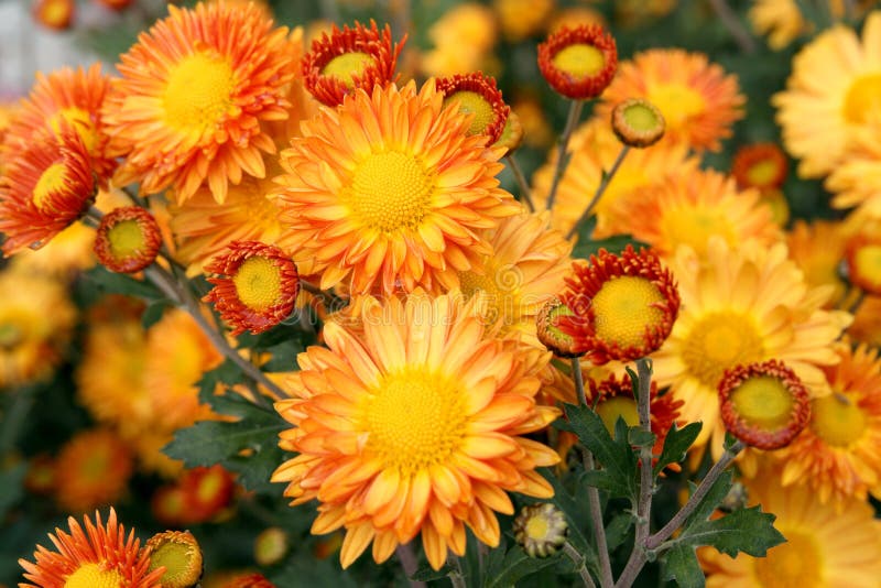 Chrysanthemum flowers background