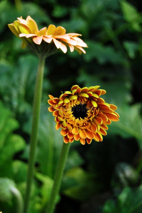Chrysanthemum flowers bloom in the flower garden. Beautiful yellow chrysanthemum flowers close up. royalty free stock photography Chrysanthemum flowers bloom in the flower garden. Beautiful yellow chrysanthemum flowers close up. royalty free stock photography