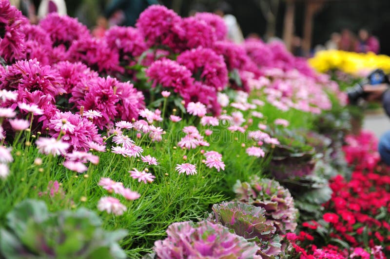 Chrysanthemum Flowers Blooming in Spring Stock Image Image of festival, flower 24749513