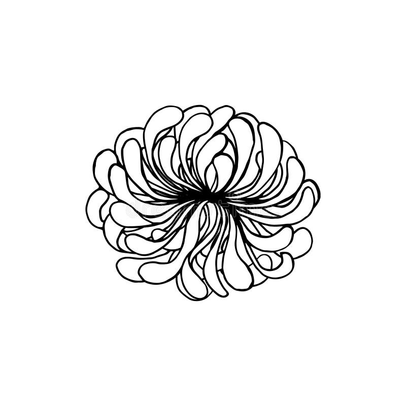 Chrysanthemum Flowers Head Element, Drawing in Black Outline with White Fill. Stock Vector